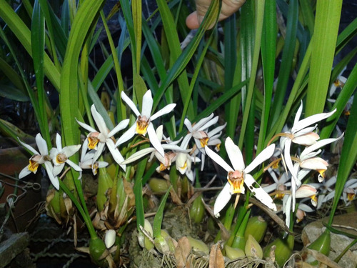 Coelogine Massangeana - Corte Adulto
