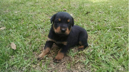 Hermosos Cachorros Rottwailer