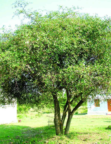 Semillas De Ponsigue, Ziziphus Mauritiana