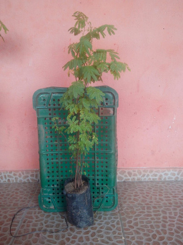 Muda De Jurema Preta Mimosa Hostilis De 1 Ano
