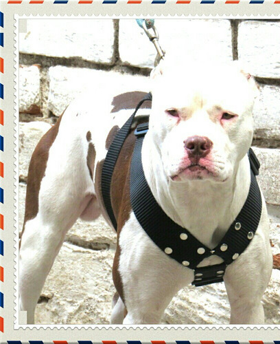 Pechera Pitbull