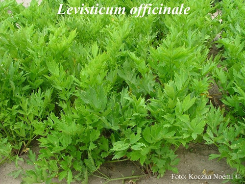20 Sementes De Levistico Erva Aromática Levisticum Lovage