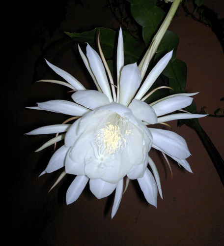 Hylocereus Undatus, Pitahaya Dama De Noche Grande 1m