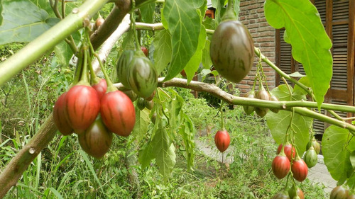 1 Planta   De Árbol De Tomate. Cyphomandra Betacea .