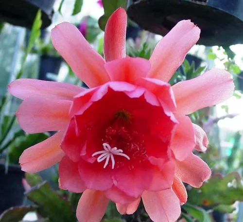 Cacto Orquídea Epiphyllum Mix Cactos Flor Sementes Pra Mudas