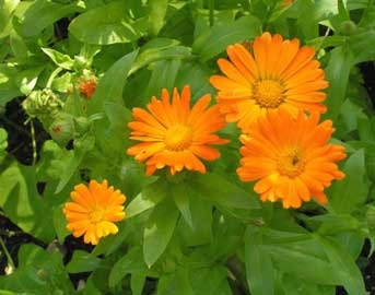 1 Libra Semillas De Calendula Officinalis - Caléndula