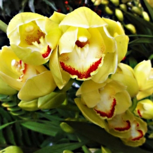 10 Sementes Orquídea Cymbidium Amarela Terrestre Planta | MercadoLivre