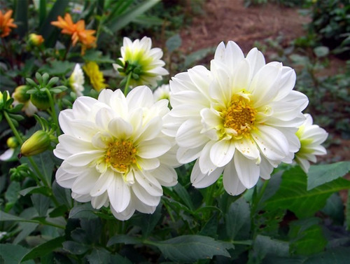 Dalia Branca Anã Dahlia Sementes Flor Pra Mudas | MercadoLivre