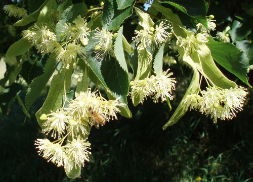 Tilia - Árvore - Chá - Bonsai - Sementes Para Mudas