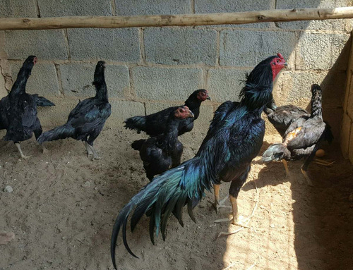 Ovos Galados De Galo Raca Tailandes Negro Puro