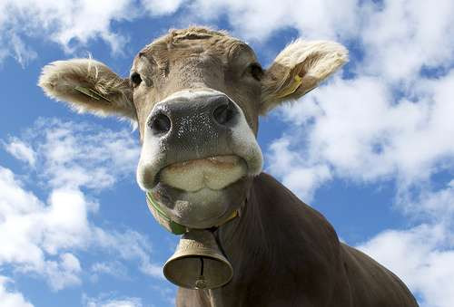 Cria Vacas Toros Becerros Ganado Bovino Vacuno Vv4