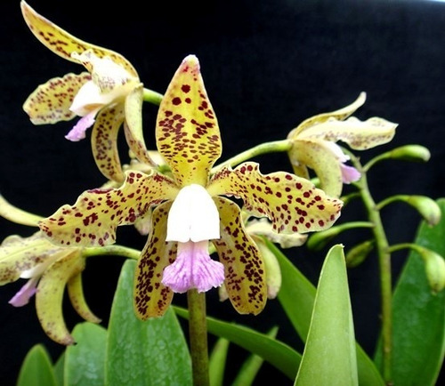 Orquídea Cattleya Guttata Coerulea `721´