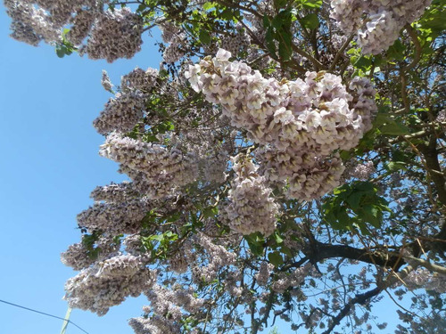 Imagem 3 de 7 de 300 Sementes Frescas Kiri Paulownia Tomentosa Princess Tree