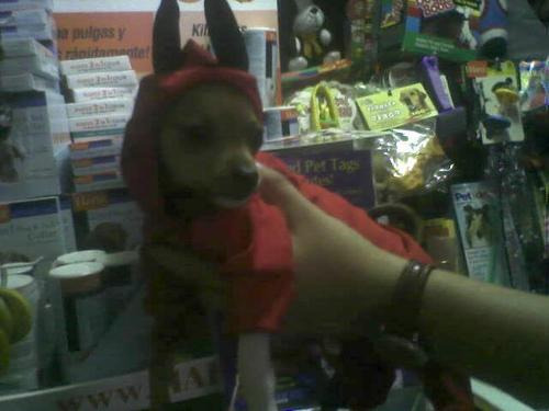 Imagen 4 de 7 de Disfraz Diablo Talla 5 Para Perro Cuatro Patas Halloween Jan