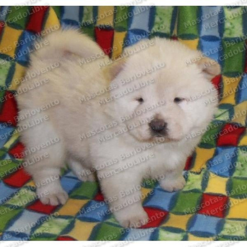 Gran Oferta Cachorros Chow Chow Peludos Genuino Registro Fcm