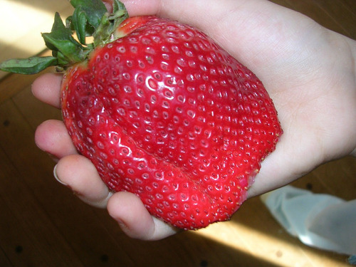 Imagem 5 de 7 de 20 Sementes De Morango Gigante Frutas Fruta Para Mudas