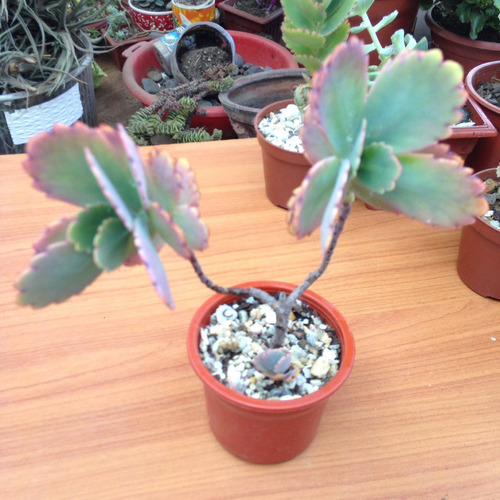 Kalanchoe De Colección 