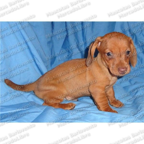 Gran Oferta Cachorros Dachshund Salchichas Unicos Aptos Fcm