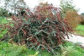 Cotoneater Arbusto Para Cerco Oferta Greenarea Cañuelas