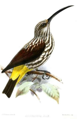 Arañera - Aves Insectivoras - Keulemans - Lámina 45x30 Cm.
