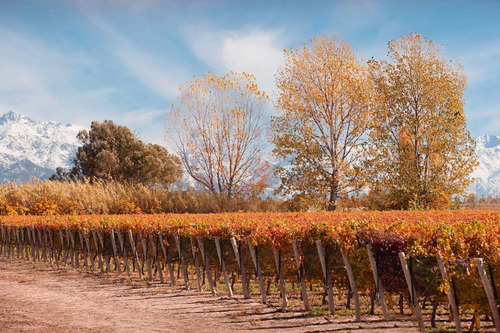 Finca Super Premium En Valle De Uco, La Consulta. Mendoza