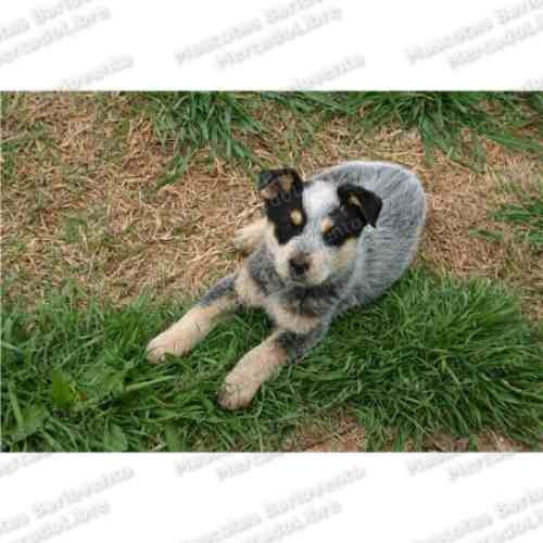 Gran Oferta Pastor Ganadero Australiano Heeler Registro Fcm