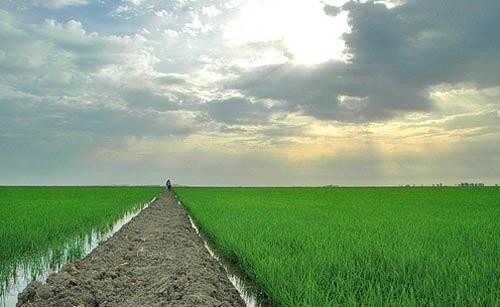 Bonao La Vega Cotui San Fracisco Pimentel Tenarez Jarabacoa Constanza Santigo Finca Arroz 90,000 Tarea República Dominicanawhatsapp 1829-274-1878