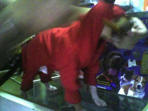Imagen 6 de 7 de Disfraz Diablo Talla 5 Para Perro Cuatro Patas Halloween Jan