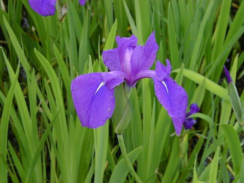 10 Semillas De Flor Iris Japones - Iris Laevigata  | Envío gratis