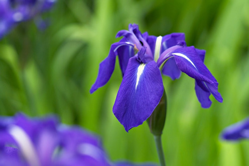 10 Semillas De Flor Iris Japones - Iris Laevigata  | Envío gratis