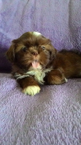 Shih Tzu Macho Chocolate Com Pedigree Da Cbkc