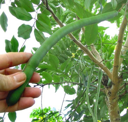 10 Semillas De Casia De Java - Cassia Javanica Codigo 802