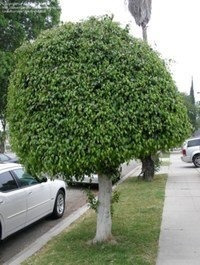 Ficus, Árbol Ficus