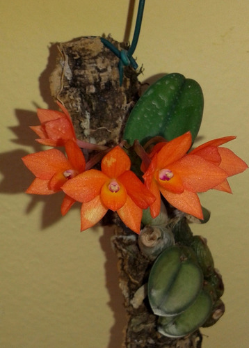 Sophronitis Cernua Adulta