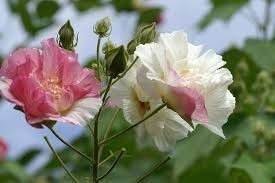 Imagem 6 de 6 de 1 Muda De Hibisco Mutabilis - Rosa Louca Exótica - 35 Cm !!!