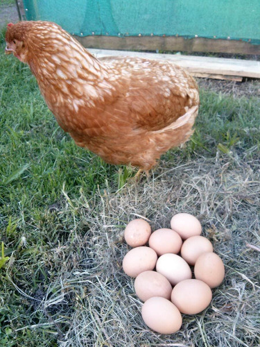 10 Kg Ración Recria Pollos Pollas Gallinas Canaritas Gallos