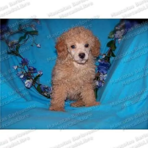 Gran Oferta Cachorros French Poodle