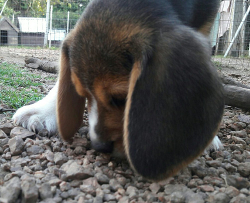 Beagles Cachorros Pedigree Kcu