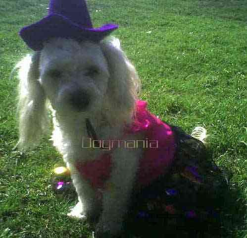 Disfraz Halloween Bruja Royal Perrita Talla 0 Ropa Perros