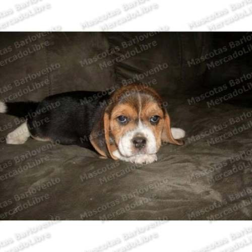 Gran Oferta Cachorros Beagle Cazadores Unicos Registro Fcm