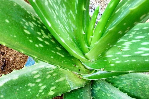 Planta  De  Aloe  Vera  Medicinal
