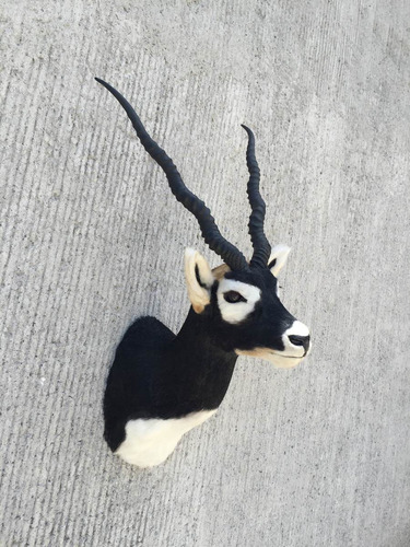 Animales Disecados 100% Artificiales Black Buck