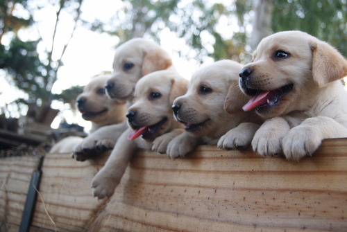 Cachorros Labradores, Puros Con Pedigree, Espectaculares