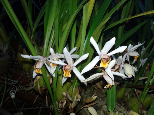Coelogine Massangeana - Corte Adulto