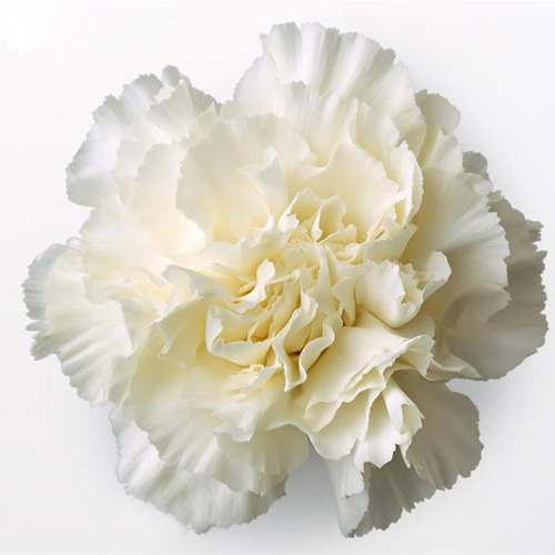 Cravo Chabaud Gigante Branco - Flor  20 Sementes Para Mudas