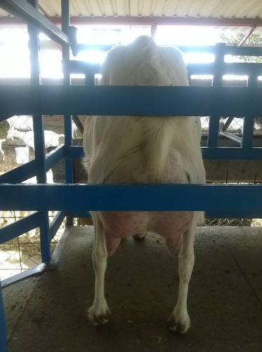 Cabras Raza Sannen Con Certificación De Hato Libre De Brucel