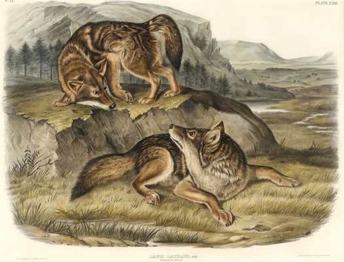 Lobo Coyote - John James Audubon - Lámina 45x30 Cm.