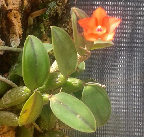 Sophronitis Cernua Adulta