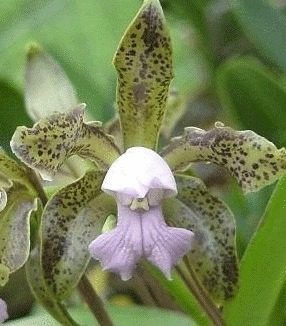 Orquídea Cattleya Guttata Coerulea `herica´ X Coerulea `leni