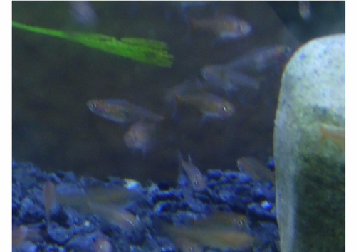 Paquete 10 Tetra Ember / Tetra Ambar / Tetra Amandae